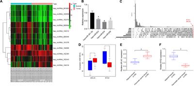 CircRNA_000864 Upregulates B-cell Translocation Gene 2 Expression and Represses Migration and Invasion in Pancreatic Cancer Cells by Binding to miR-361-3p